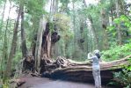PICTURES/Ho Rainforest -  Big Cedar/t_Big Cedar4.JPG